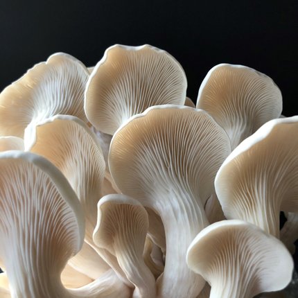 Pristine White Oyster Mushrooms grown using one of our grow kits.