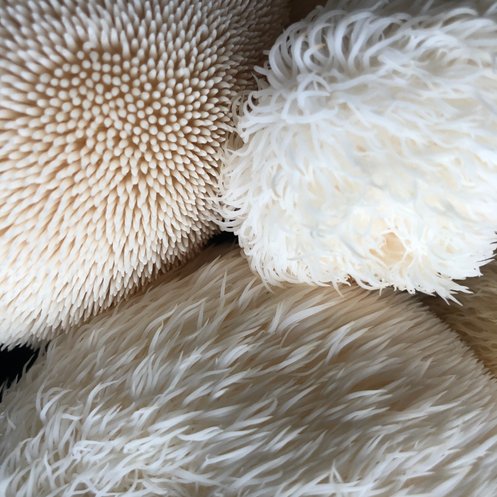 Beautiful white spines of a Lion's Mane mushroom grown with one of our kits that are hand made by us in the UK